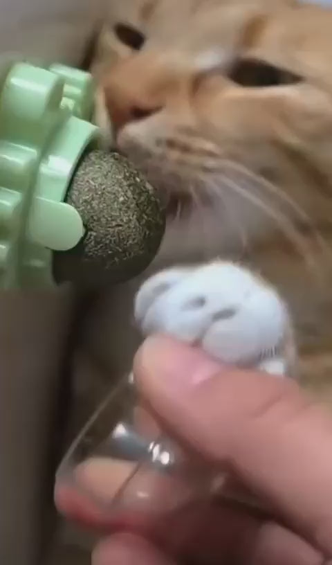 Menta Para Gato